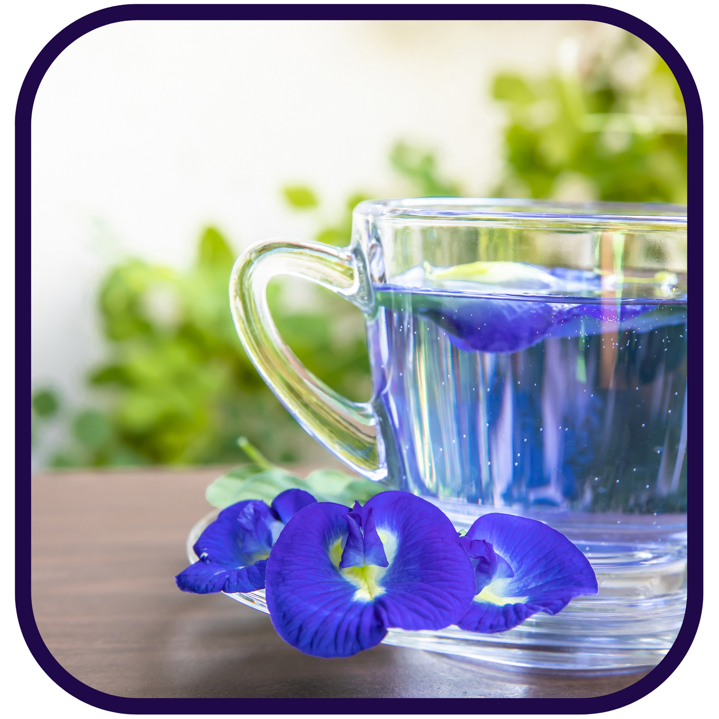 COMING SOON: Magical Butterfly Pea Flowers